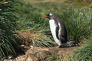 Picture 'Ant1_1_1092 Gentoo penguin, Godthul, South Georgia, Antarctica and sub-Antarctic islands'